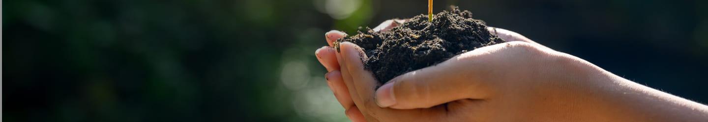 Hands holding a plant and dirt