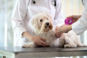 best sample application letter for job Animal Care