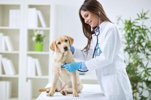best sample application letter for job veterinary