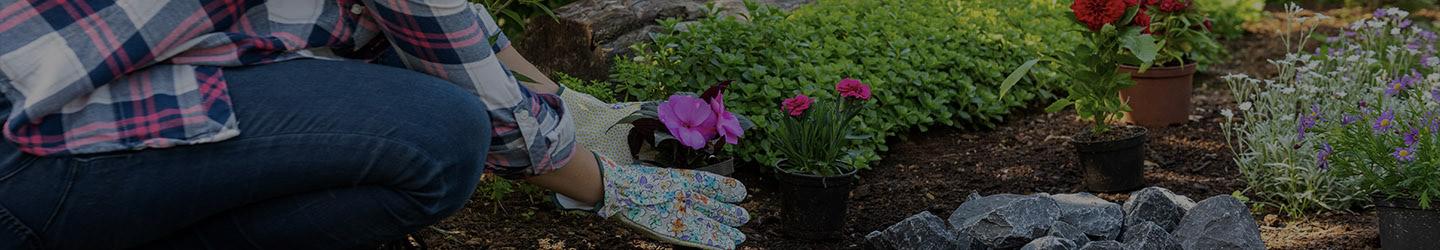 Female gardener planting a flower in a garden