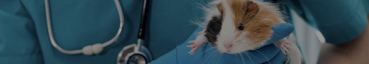 Veterinary gently holding a hamster